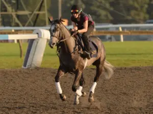 Trainer Attard sends two horses postward Saturday in quest of fourth King's Plate win - TSN